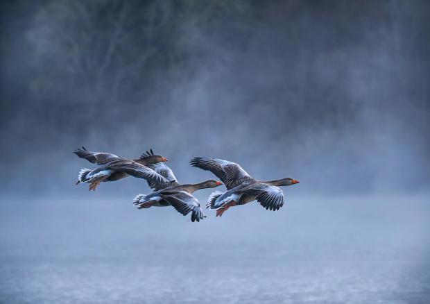 The Westmorland Gazette: Jan Greylag geese coming in to land c_John Macfarlane