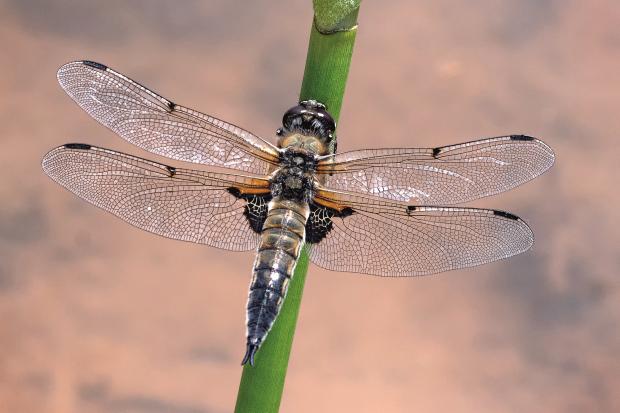 The Westmorland Gazette: Sep Four-spotted chaser dragonfly c_John Cobham
