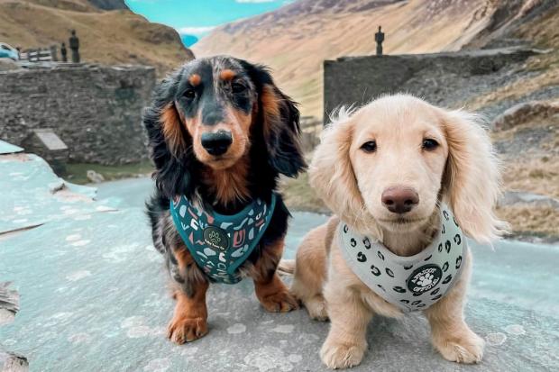 Loki and Luna pose for a pic at Honister Slate Mine