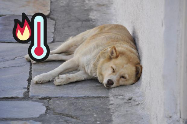 Dogs can suffer from heat exhaustion from temperatures as low as 20 degrees