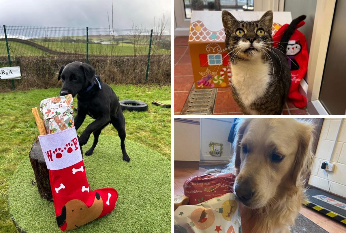 Cats and dogs at Animal Rescue Cumbria get visit from Santa Paws | The  Westmorland Gazette