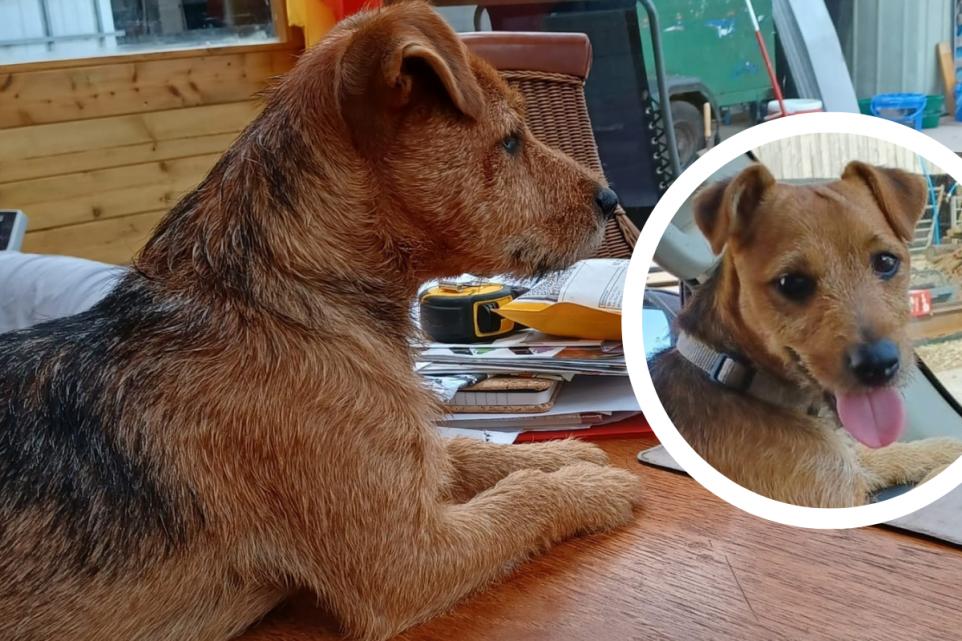 Readers' tributes to missing Ulverston puppy found dead | The Westmorland Gazette - Vimarsana News