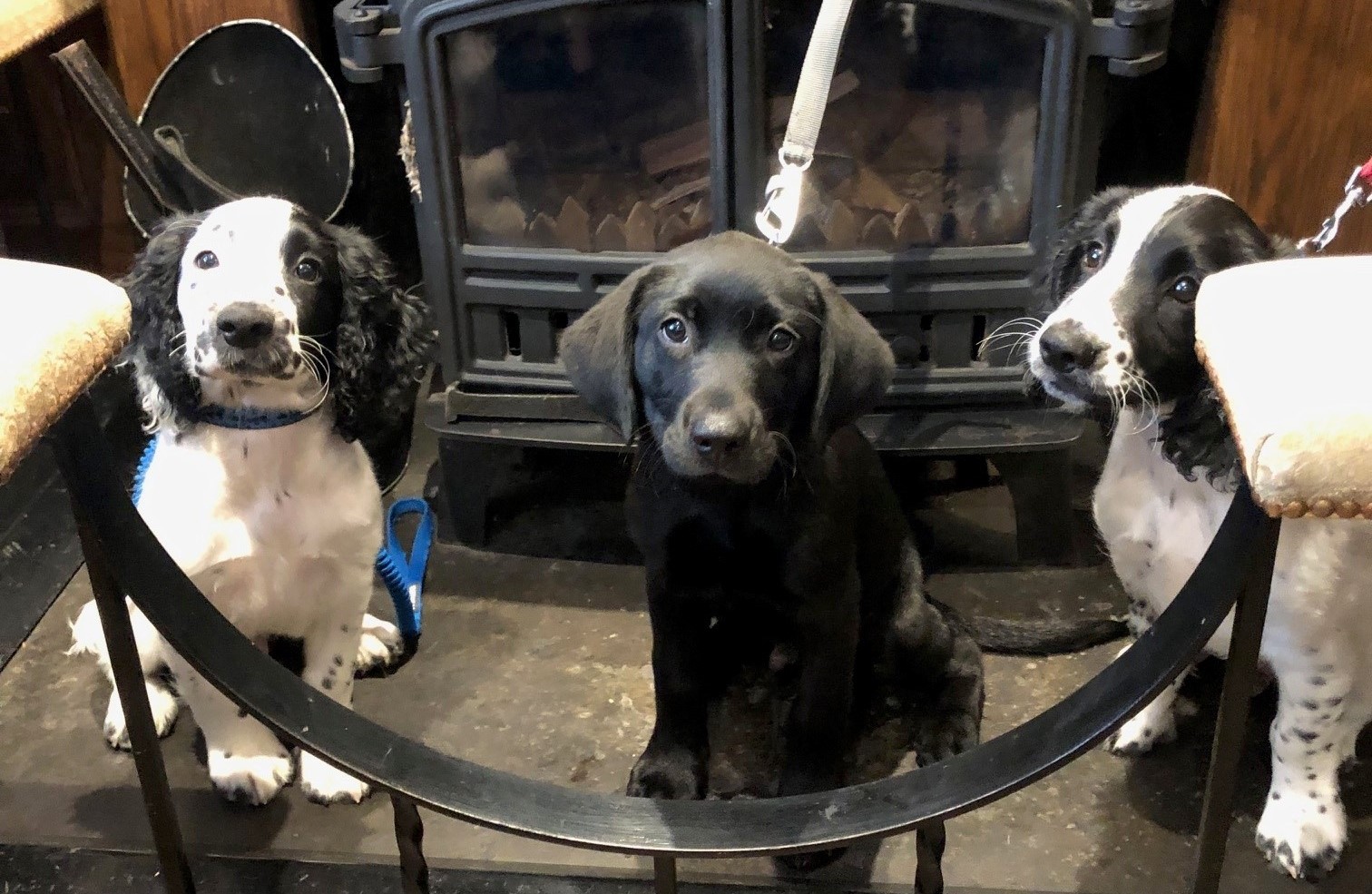 Sun Inn in Kirkby Lonsdale gets puppies to greet visitors | The Westmorland Gazette - Vimarsana News