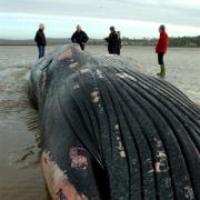 BIG FIND: The whale found close to Meathop. Pictures by GLEN GATER