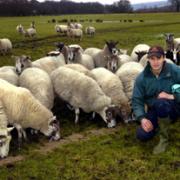 THEFT FEAR: Michael Carter of Black Bull Farm, Witherslack, with some of his in-lamb ewes.