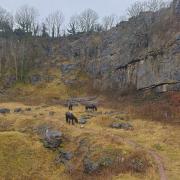 The fell ponies grazing at Clints Quarry (credit Cumbria Wildlife Trust)