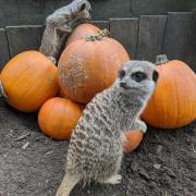 EXPLORE: Meerkats greet their new neighbours