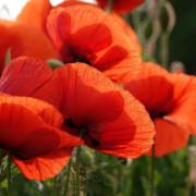 REMEMBER: Cumbria pays its respect on Remembrance Day