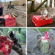 CHRISTMAS: The Lakeland Wildlife Oasis animals got their presents in 2020