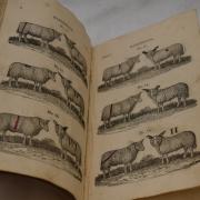 SOLD: An 1817 first edition flock identification book sold for £1,820 at auction. Picture: 1818 Auctioneers.