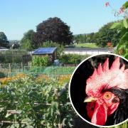 Cockerels have been making a racket on an allotment in Kendal