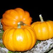 Size matters - certainly where pumpkins are concerned
