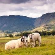 Sheep in the Lake District