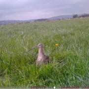 Curlews are the largest wading European birds, and many nest in the UK