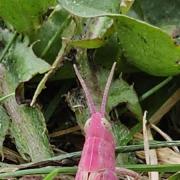 The pink grasshopper found in the man's garden