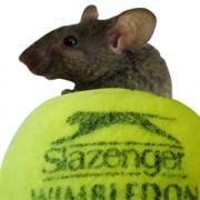 Old Wimbledon tennis balls to make homes for Lake District mice
