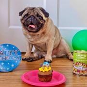 Eric celebrating his eight birthday with a Barking Bakery cupcake, shampoo and Lily's Kitchen food from the pet store