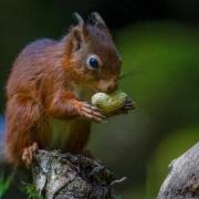 A film is set to release as part of a campaign to protect red squirrels