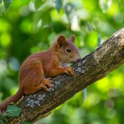 The red squirrel population in Grasmere has doubled over six months