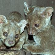 A new fossa baby is coming to Milnthorpe's Lakeland Wildlife Oasis