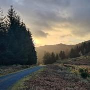 Grizedale Forest.