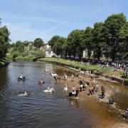 Horses are washed in the river Eden during the Horse Fair in Appleby, Cumbria, which is an annual gathering of travellers..