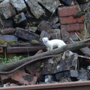 The ermine 'white' stoat was spotted dotting in and out of the Settle–Carlisle line
