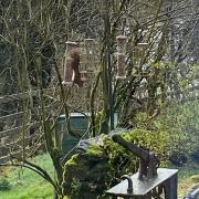 The red squirrel spotted on Waterside Farm, near Sedbergh