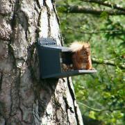 Phoenix the red squirrel spotted at Rutter Falls with a much smaller belly