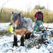 The Celtic Horse Logging company at Savin Hill in the Lyth Valley