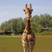 South Lakes Safari Zoo to close in January, according to statement