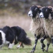 This weeks homework, watching the professionals getting the job done, flanking (photo courtesy of Lake District Sheepdog Experience)