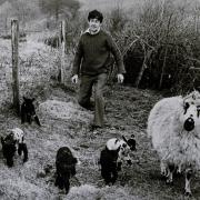 Five lambs born at Selside in 1984