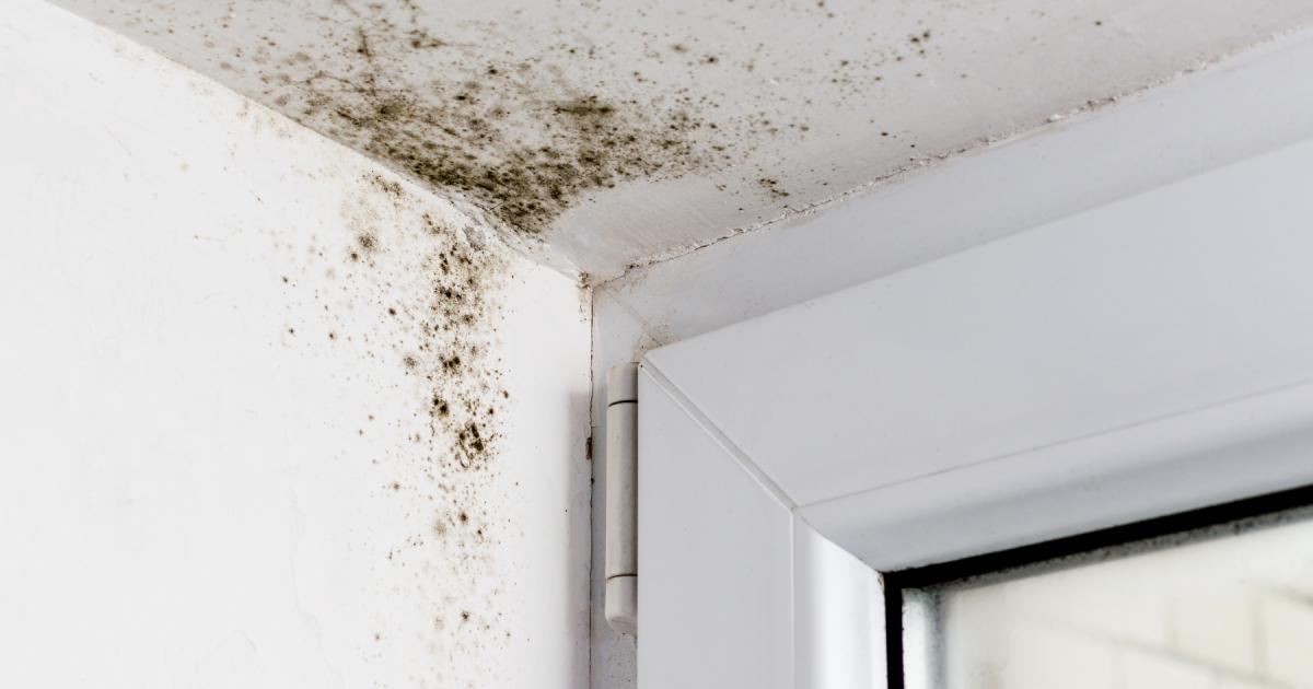 Wie man Schimmel und Feuchtigkeit zu Hause mit drei pflegeleichten ...
