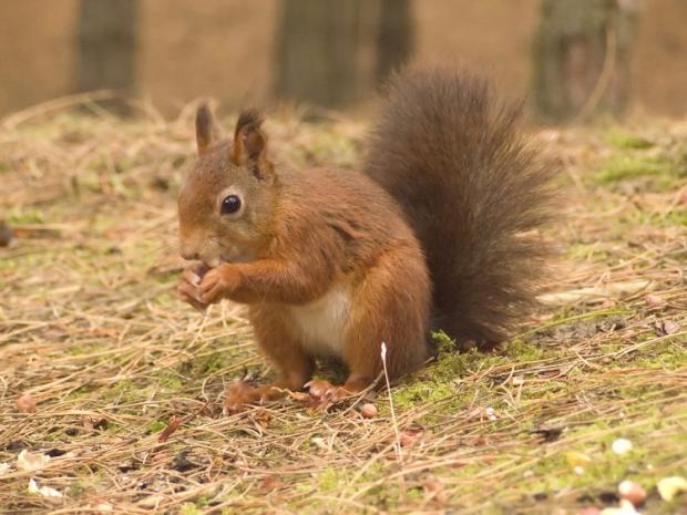 The Westmorland Gazette: Red squirrels are back in Troutbeck