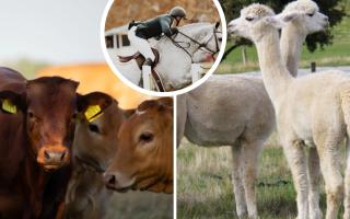 Everything you need to know about the Westmorland County Show (Canva)