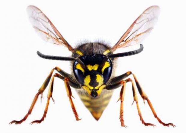 The Westmorland Gazette: A wasp