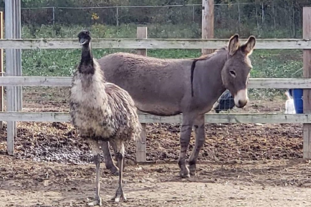 Walking Dead’s Jeffrey Dean Morgan adopts rescue donkey and emu who fell in love
